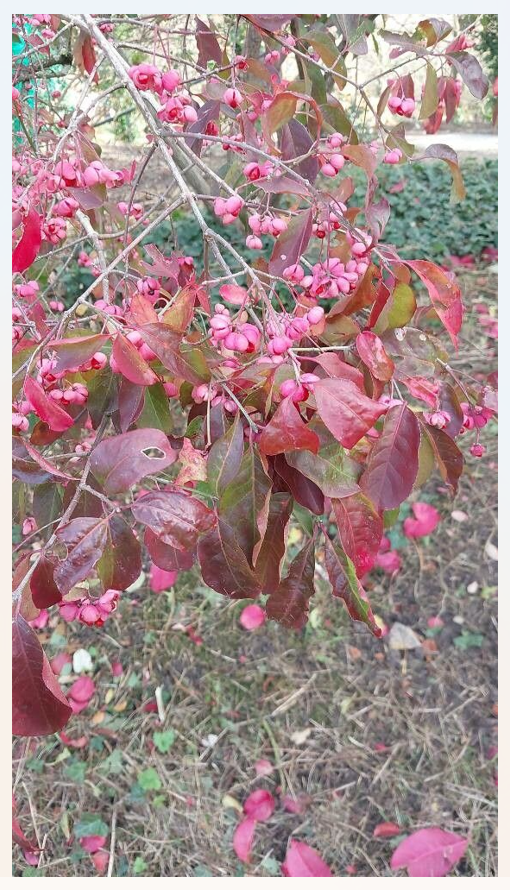 Fusain europe feuillage automne