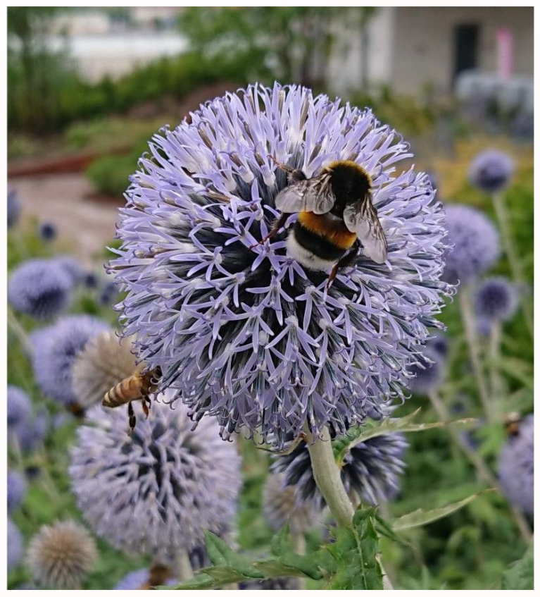Echinops Sphaerocephalus
