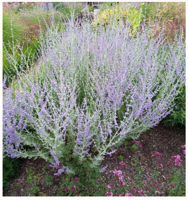 Perovskia atriplicifolia