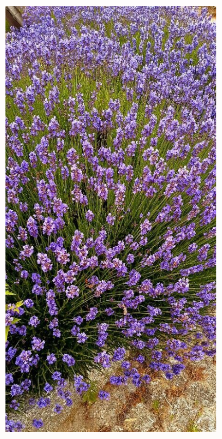 Lavandula Angustifolia 