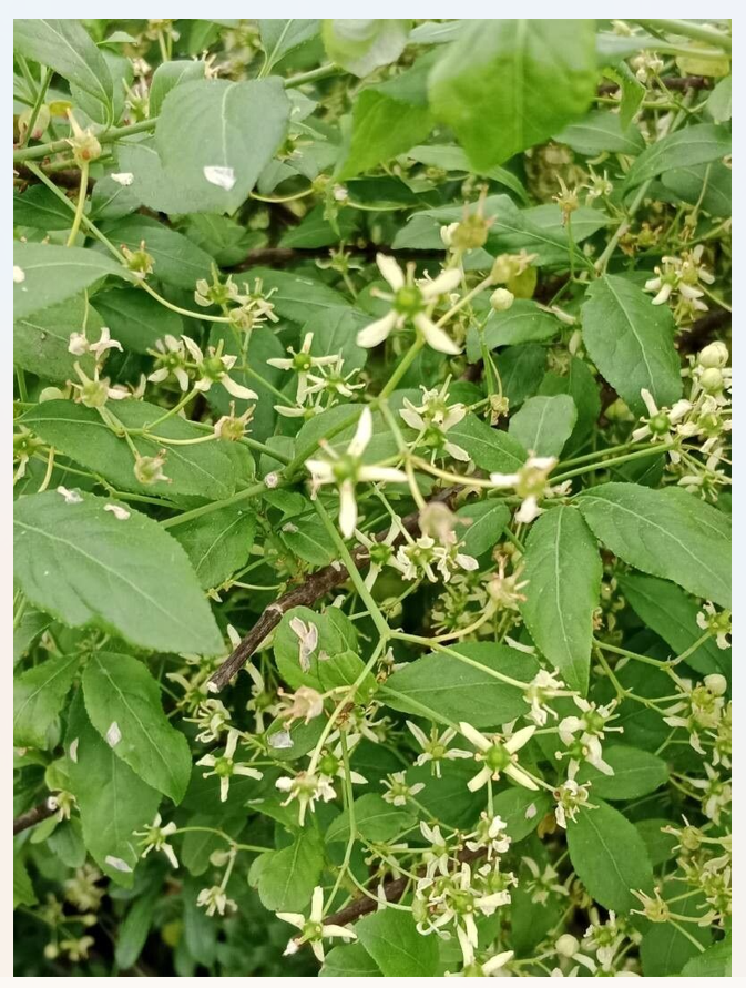 Fusain europe- fleur printemps