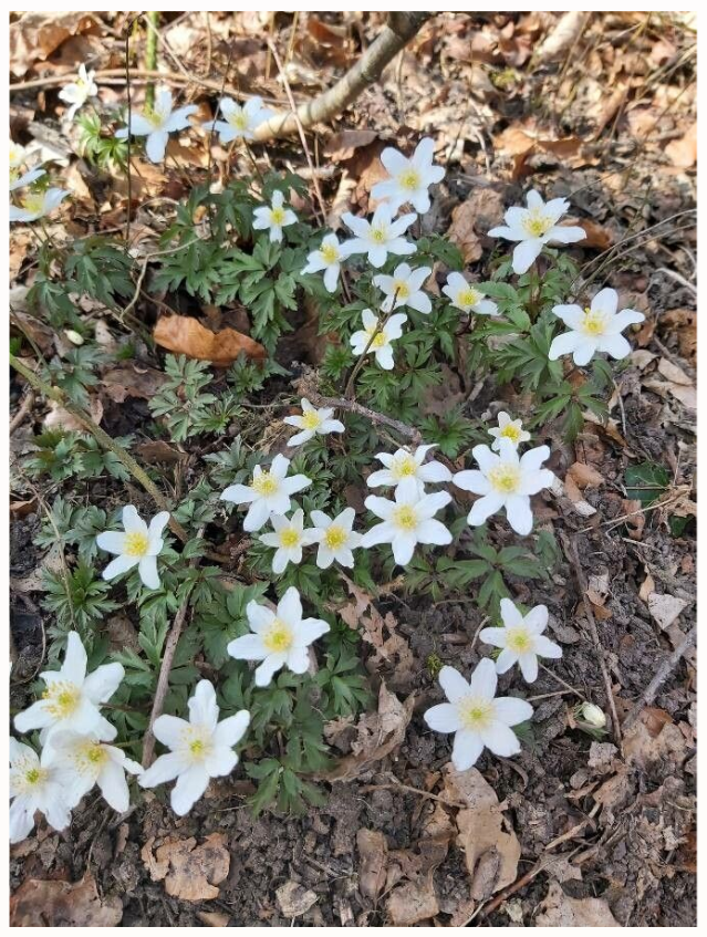 Anemone Nemorosa