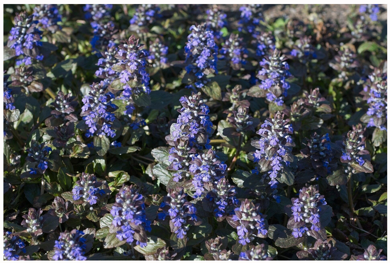 Ajuga Reptans