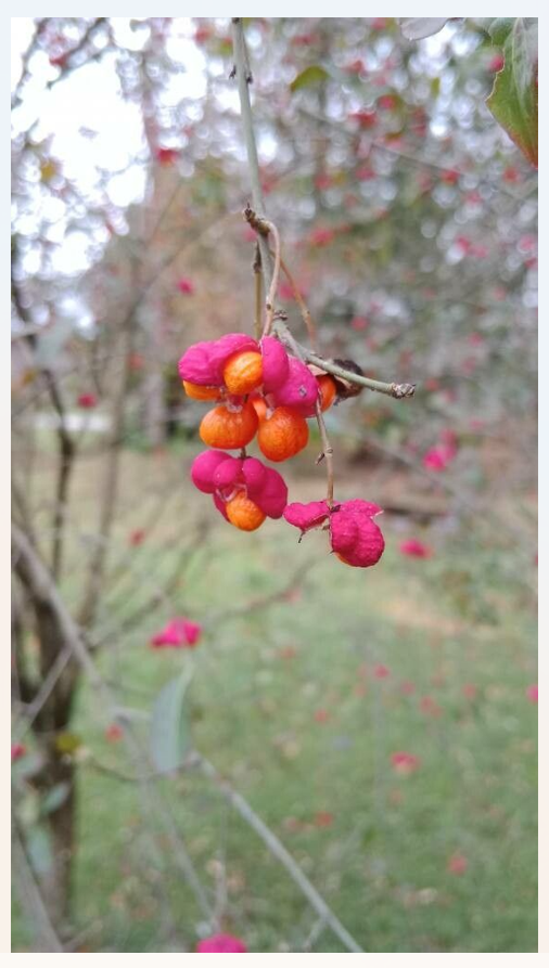 Fusain europe fruit automne