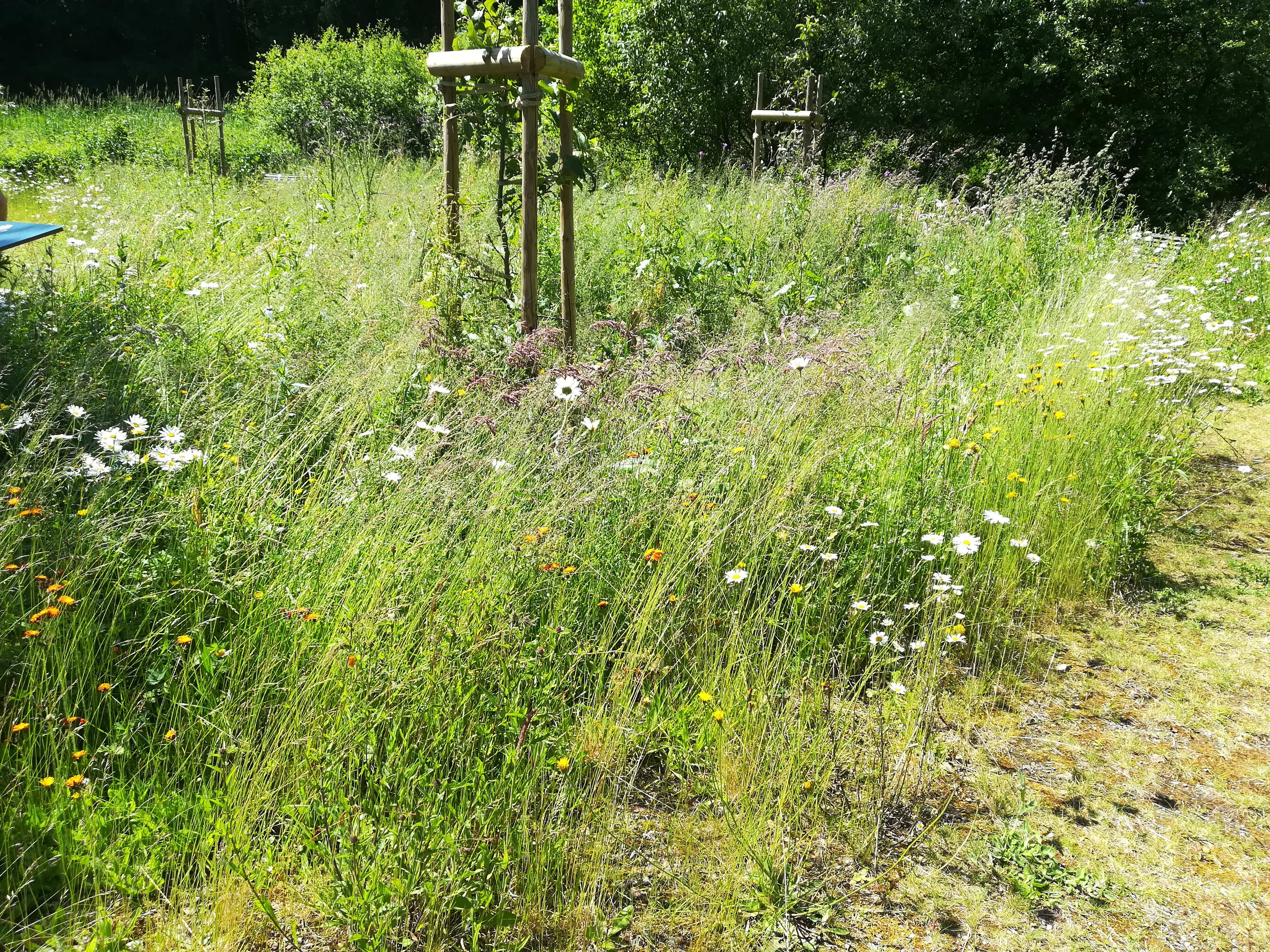 Pré de fauche