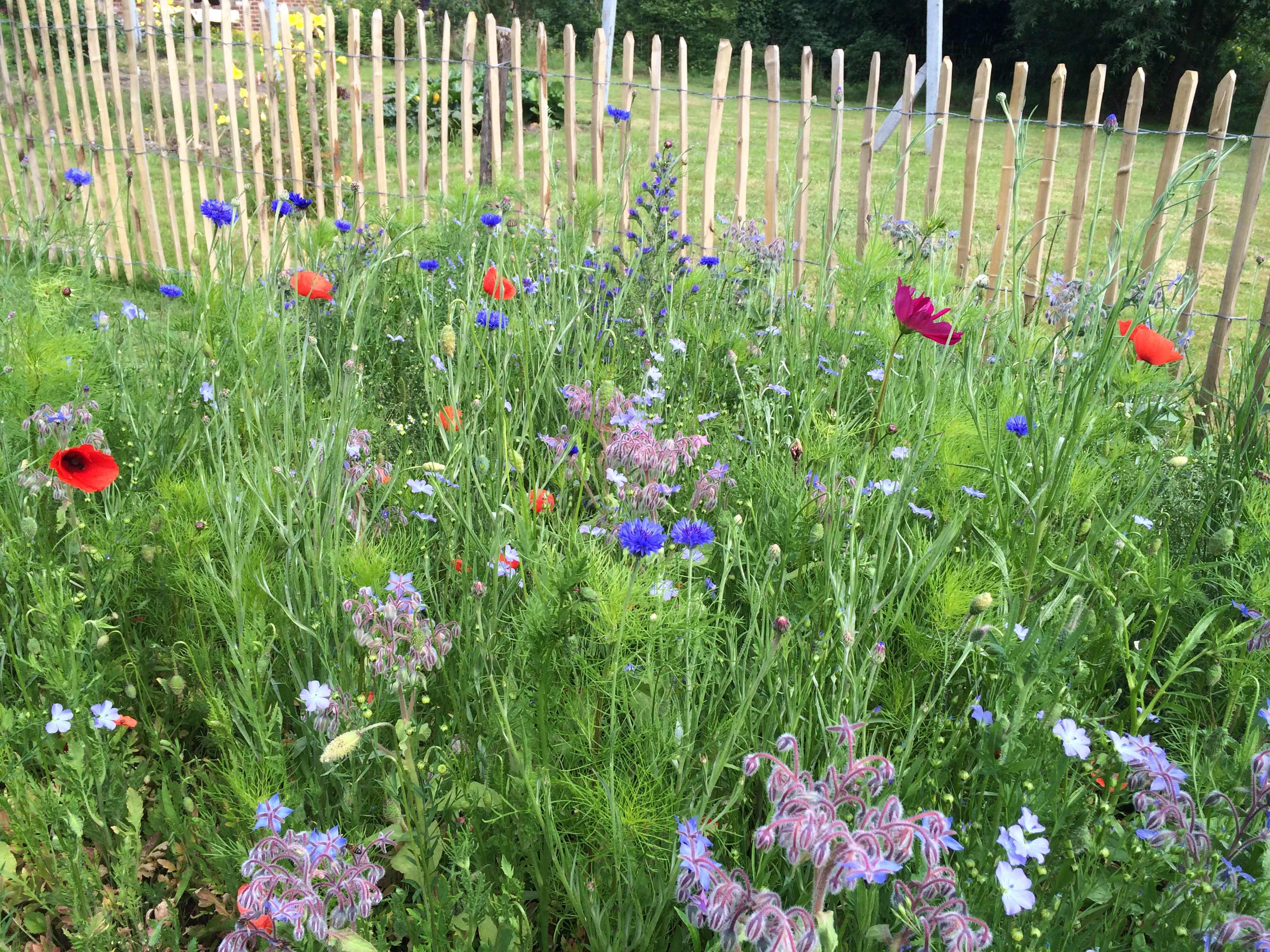 Prairie fleurie dans un jardin