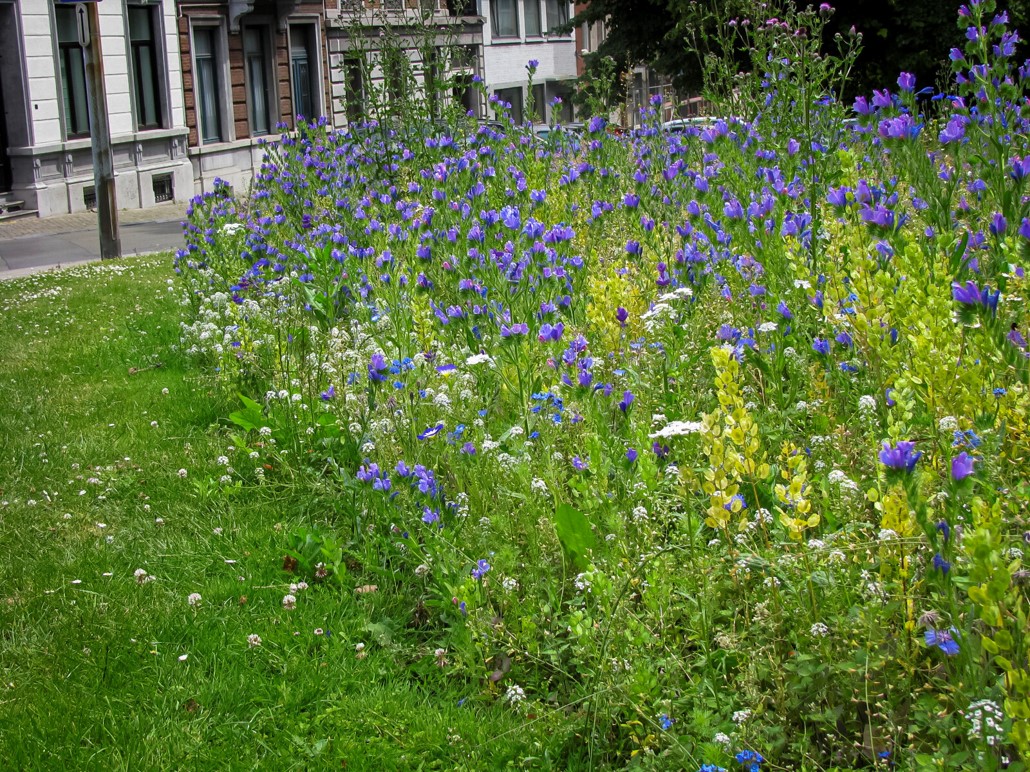 Prairie fleurie dans un jardin