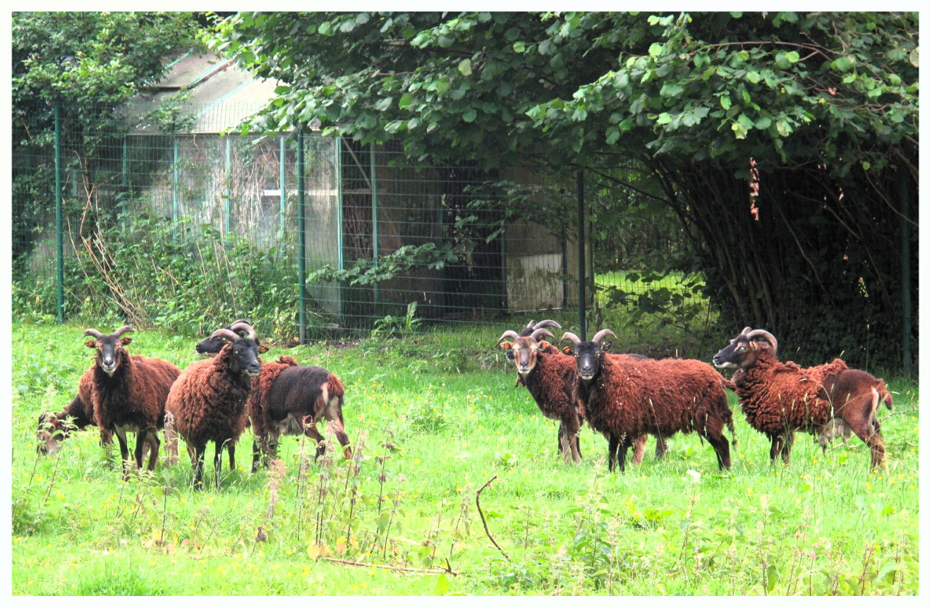 Ecopaturage-mouscron
