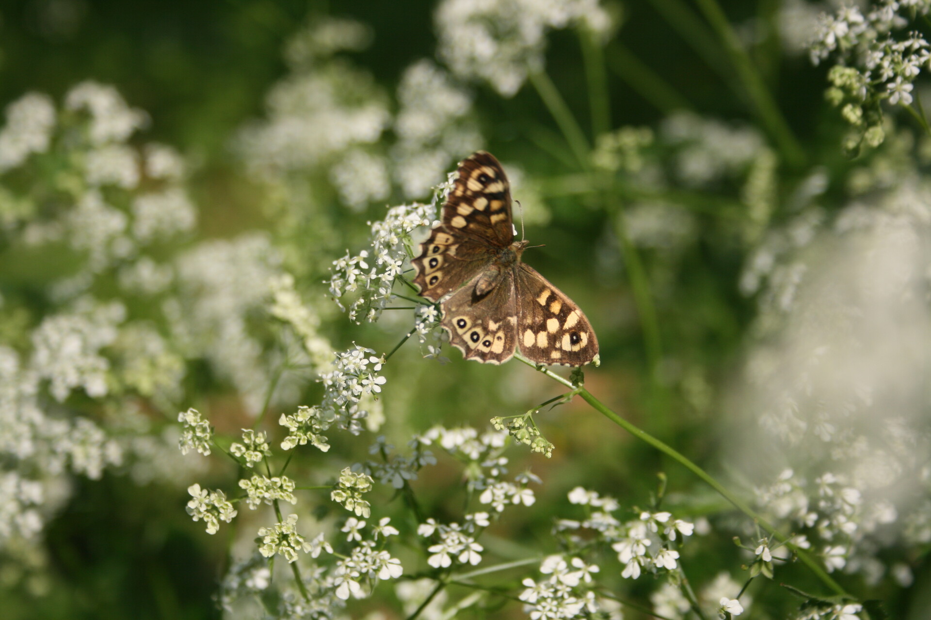 Tircis (Pararge aegeria) sur une ombellifère sauvage