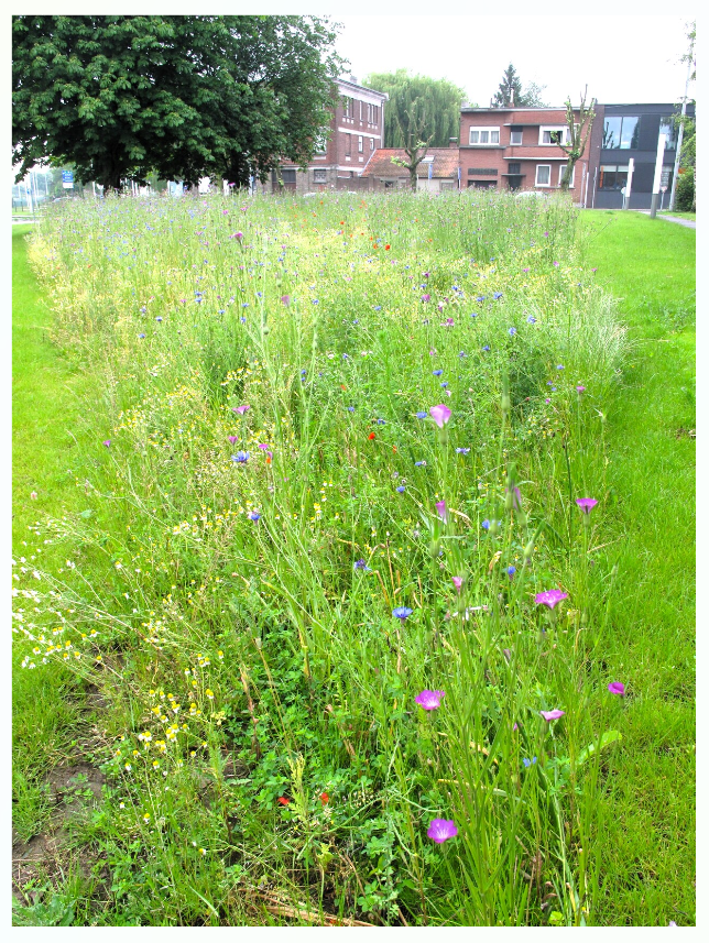 Prairie-fleurie-mouscron
