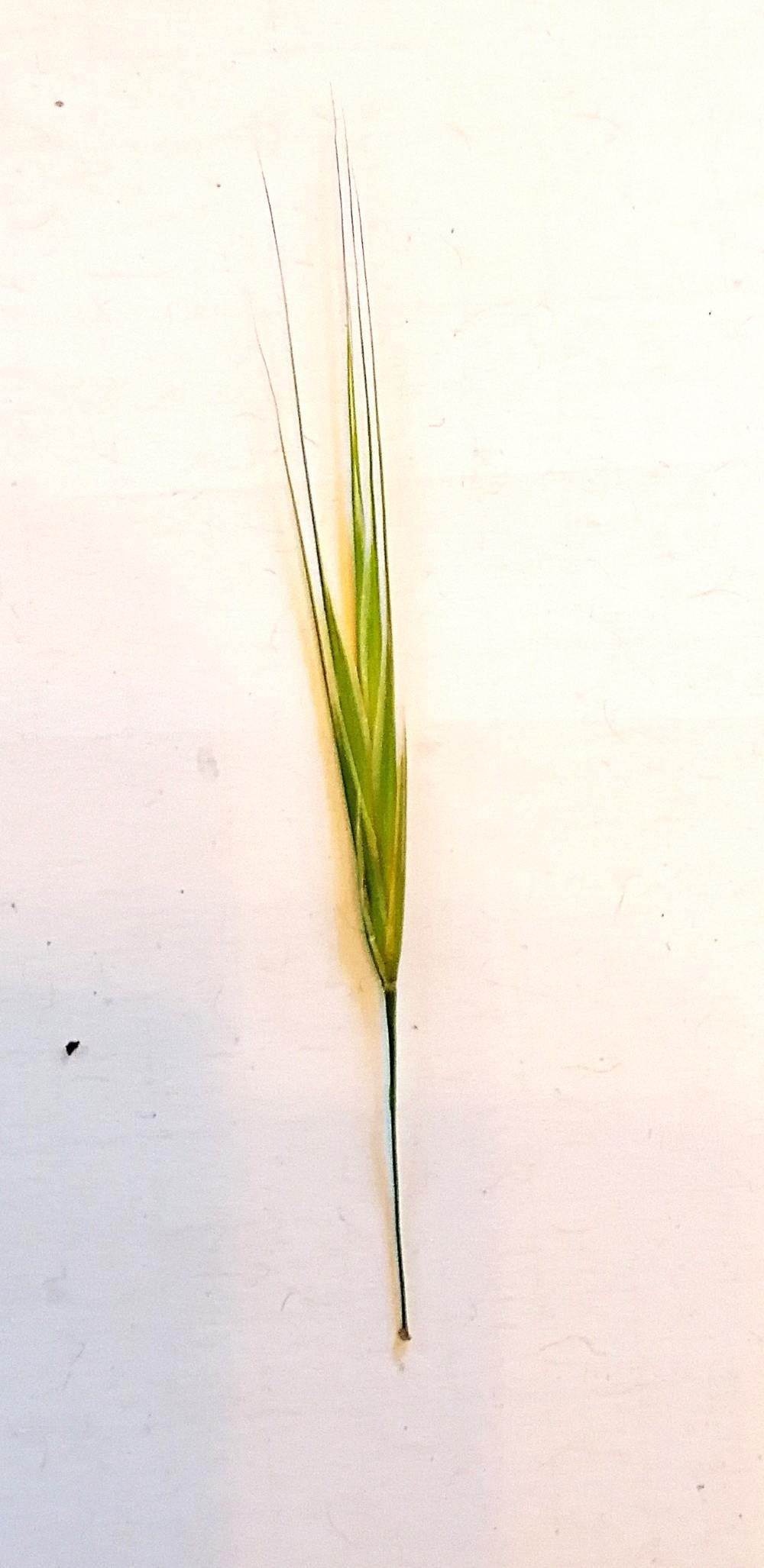 Epi d'un brome stérile
