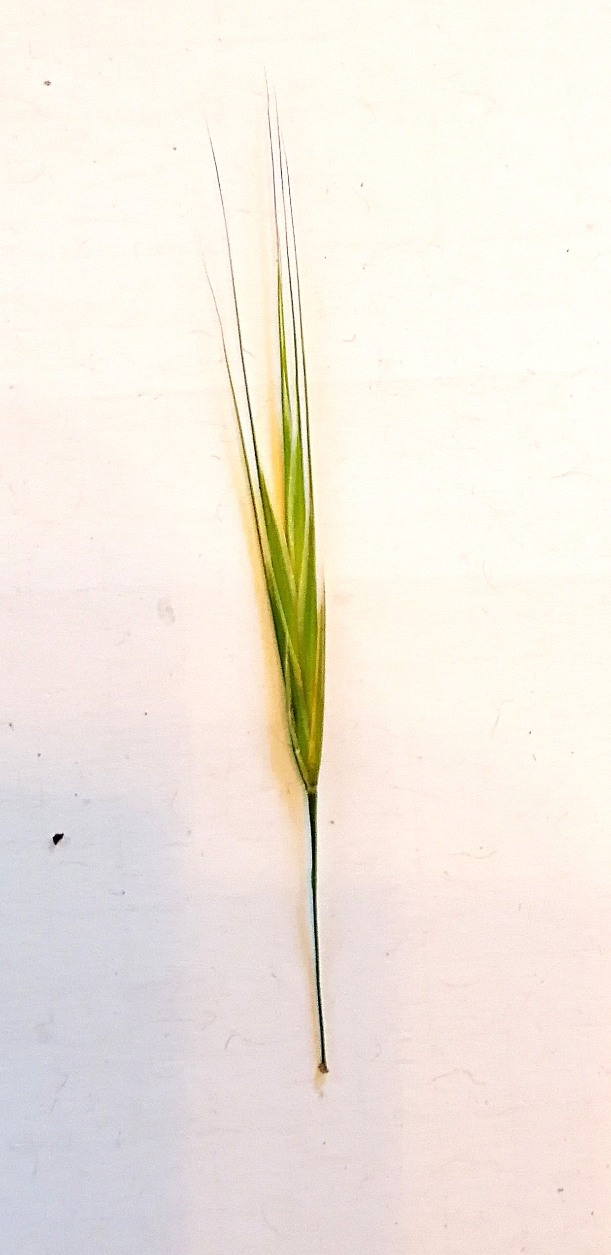 Epi d'un brome stérile