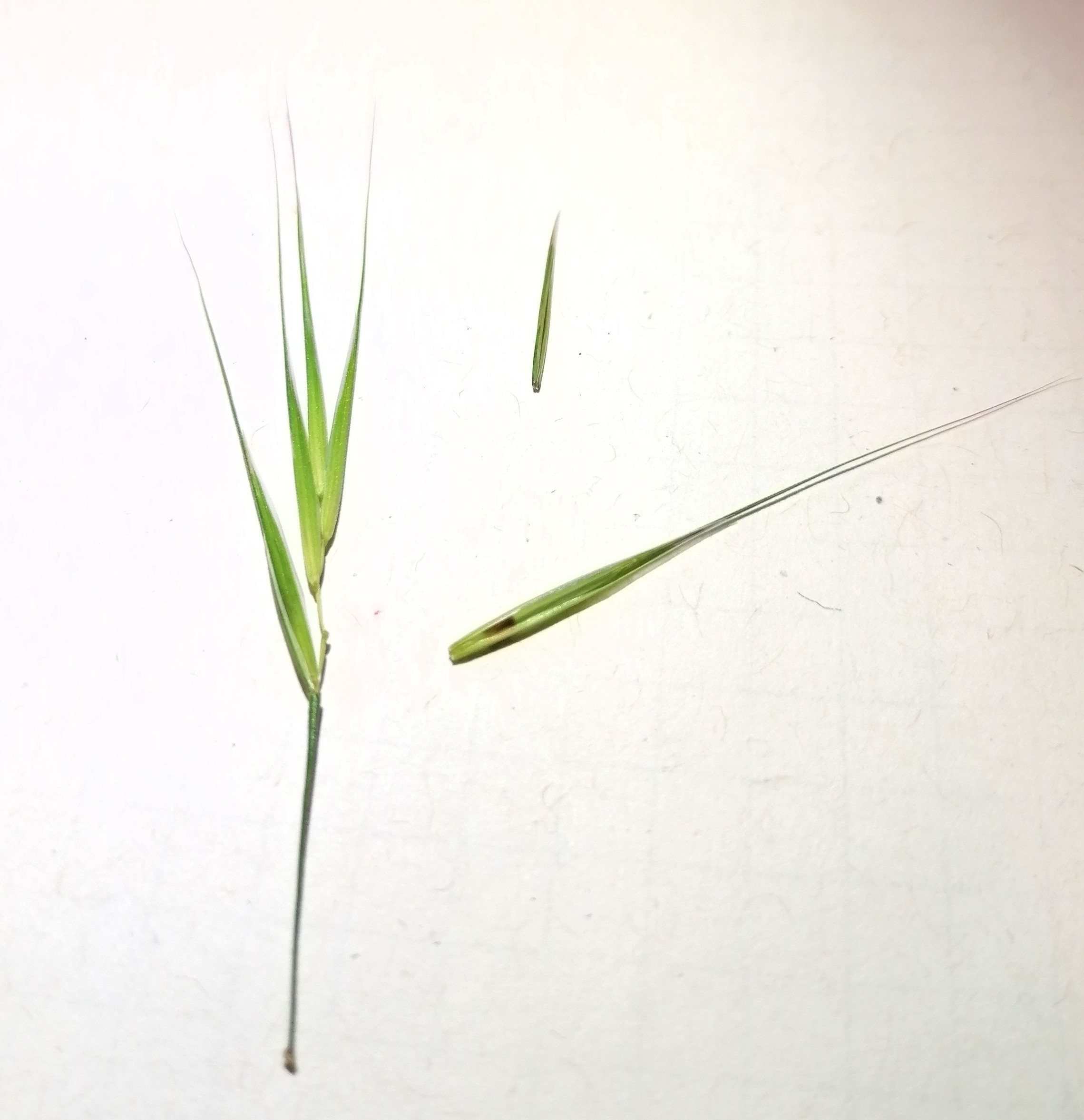 Epillet d'un brome stérile