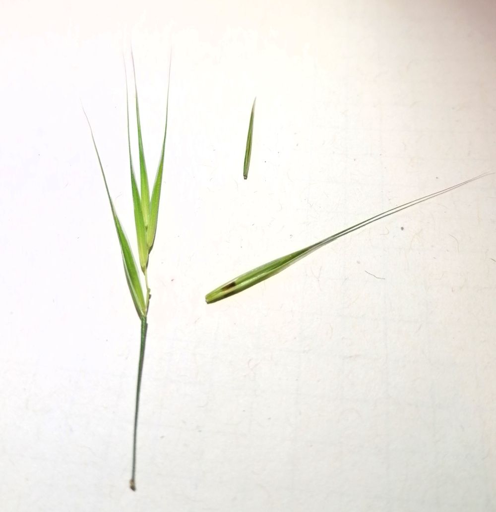Epillet d'un brome stérile