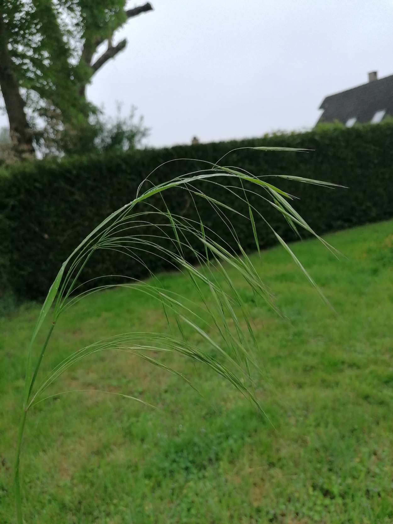 Brome stérile