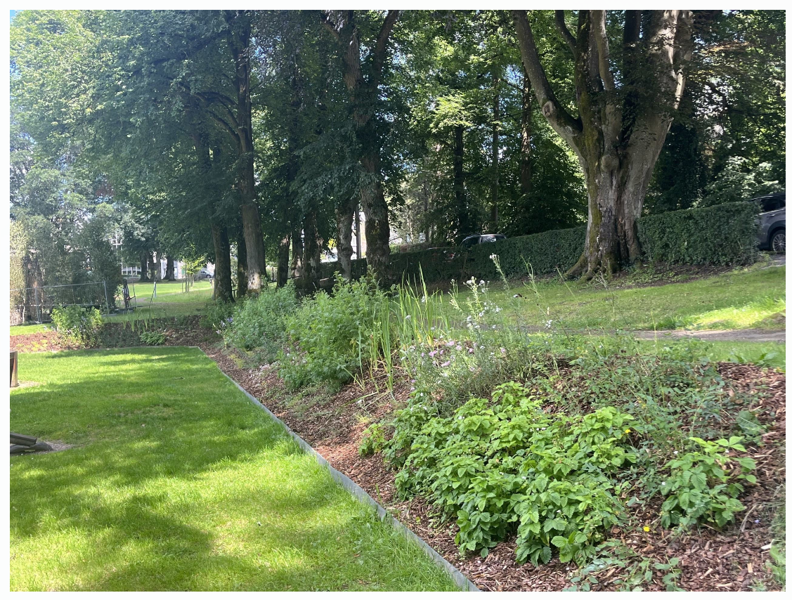 parterre_plantes-indigènes