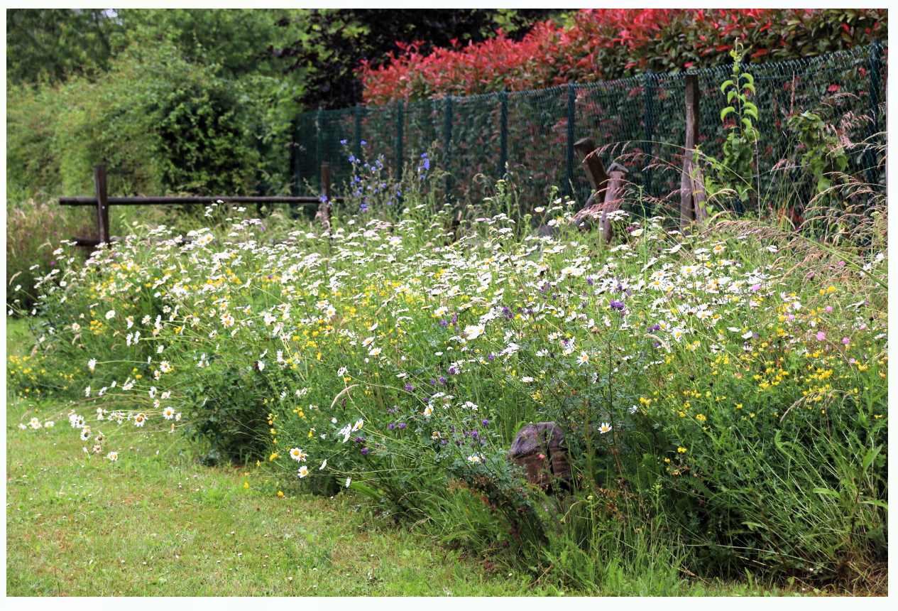 Prairie-fleurie-mouscron