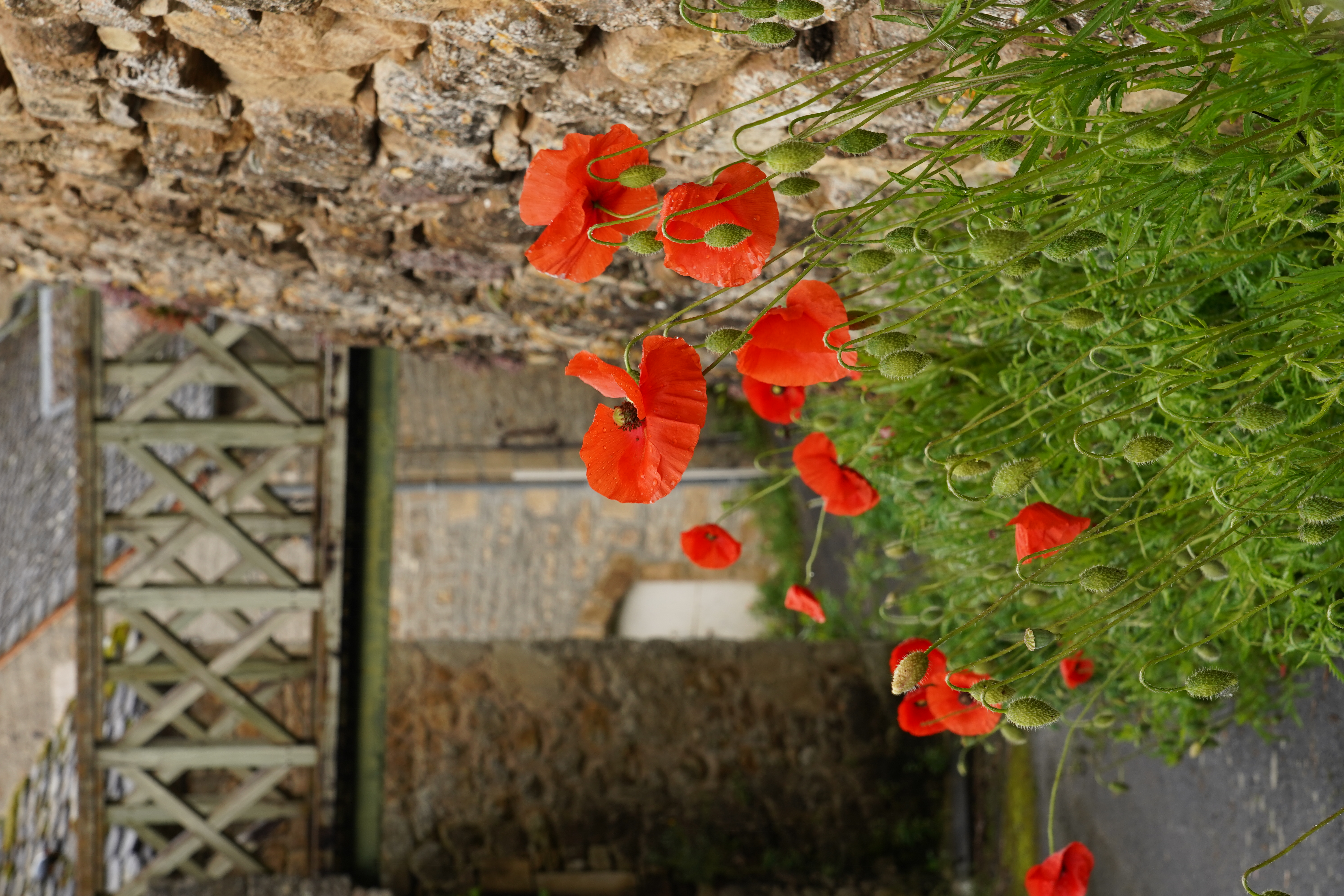 Grands coquelicots