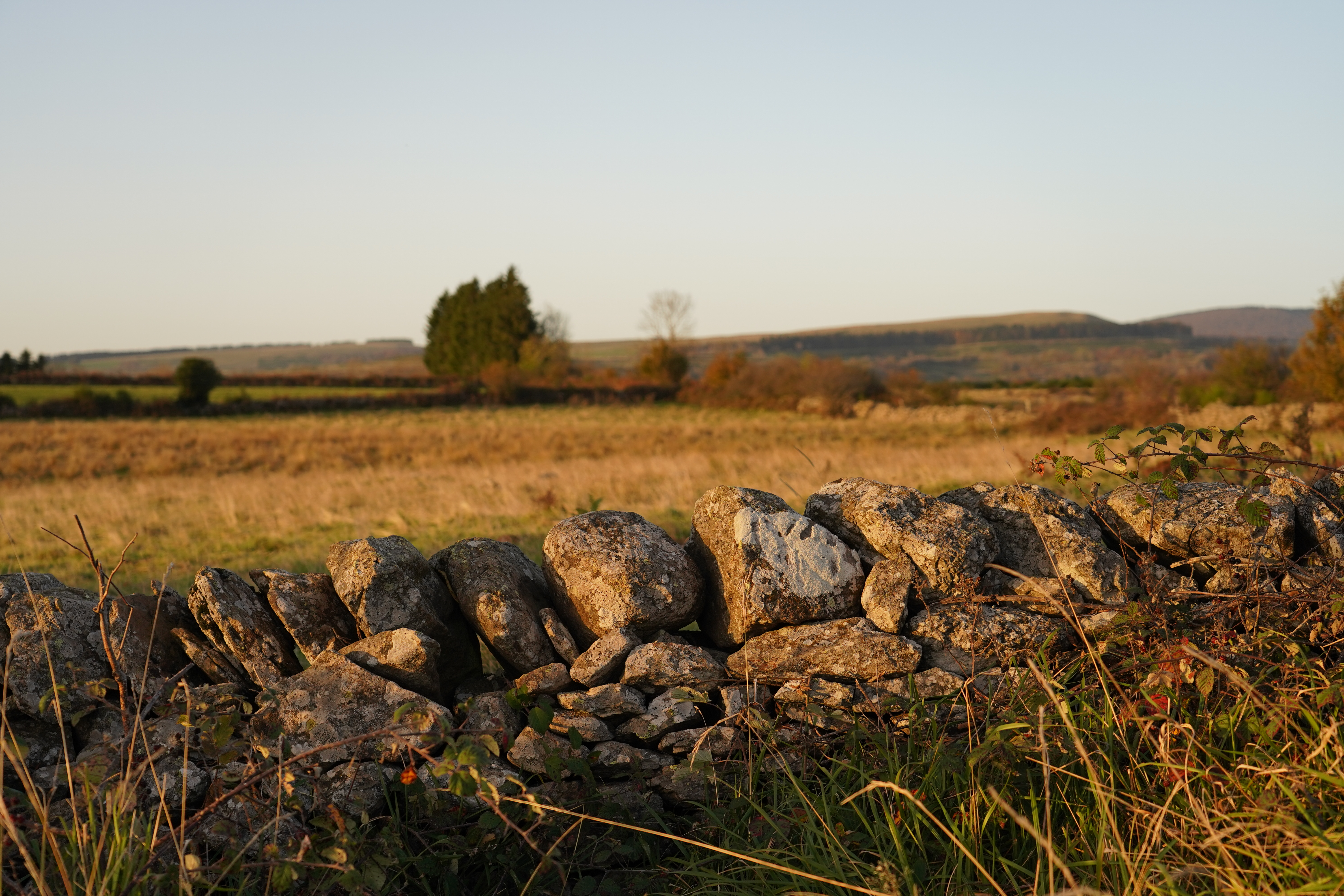 mur-en-pierre-sèche-delimitant-des-patures