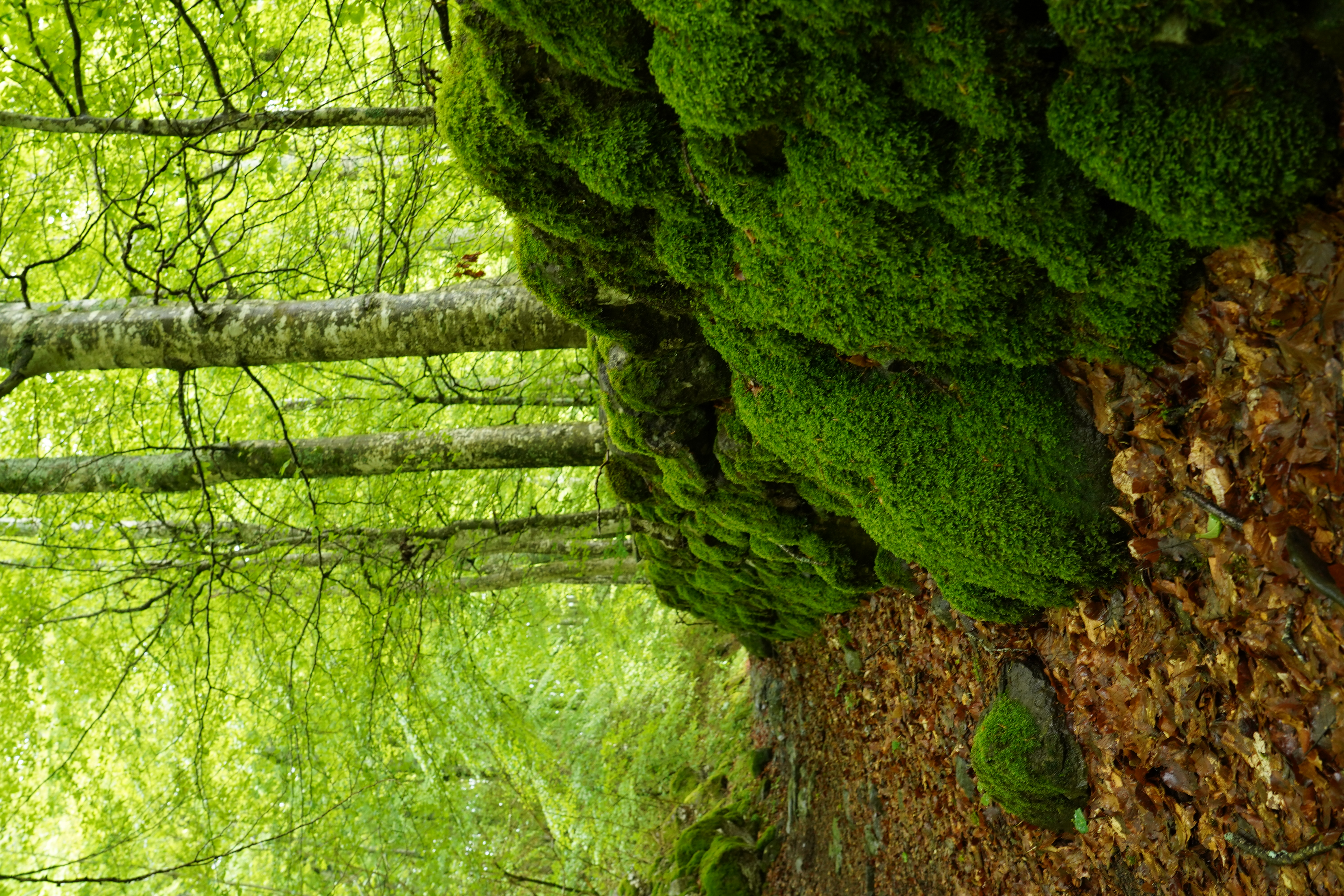 Mur de sous-bois couvert de mousse