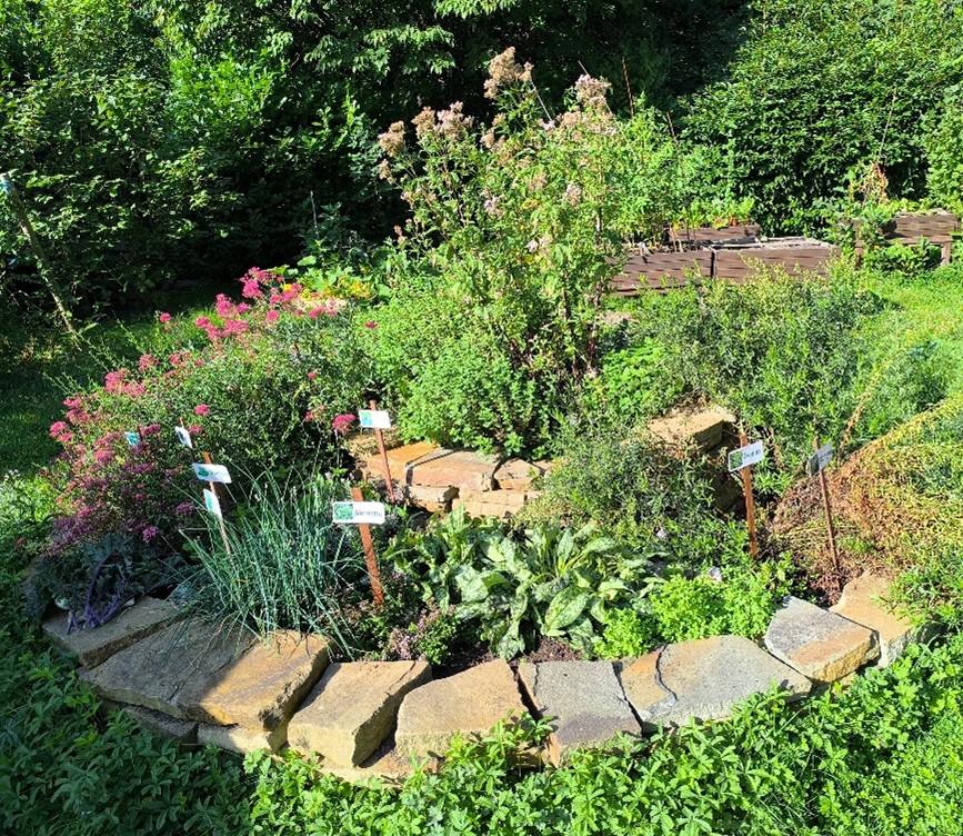 Exemple de spirale aromatique à Aiseau-Presles dans un potager collectif 