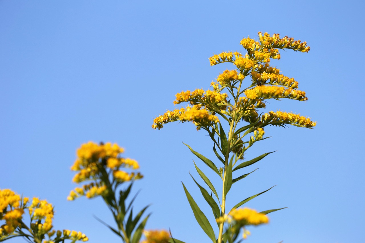 solidago-gigantea-