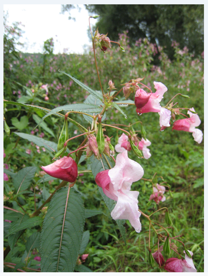 Photo10_Balsamine Himalaya_Meuse_Adalia