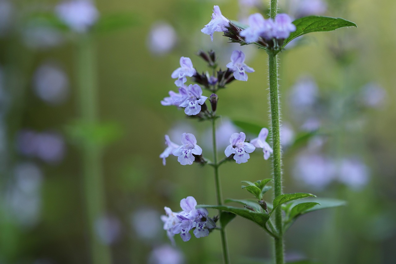 Calamintha nepeta 