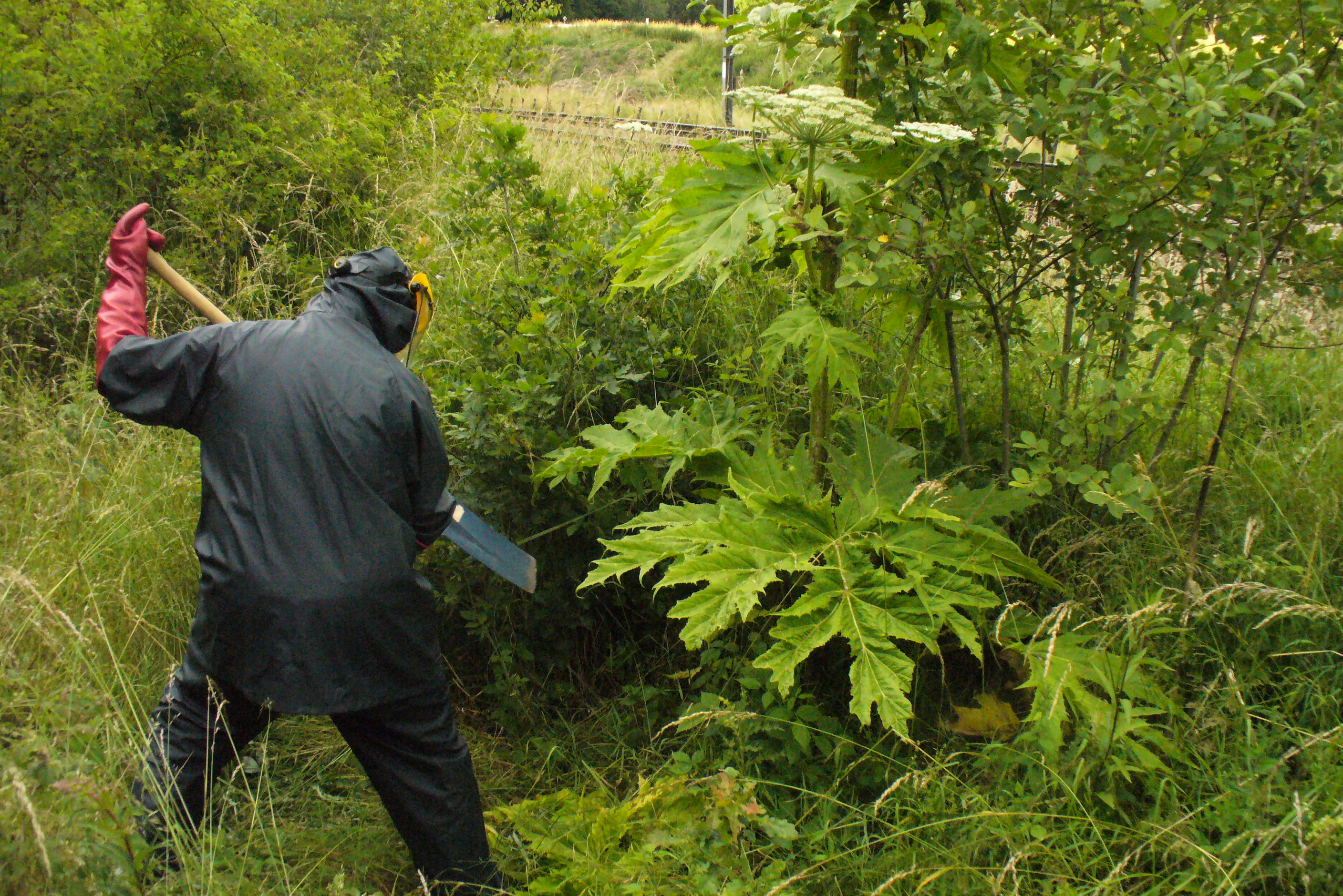 Photo11_Coupe-sous-le-collet-berce-Caucase-Copyright-CR Amblève