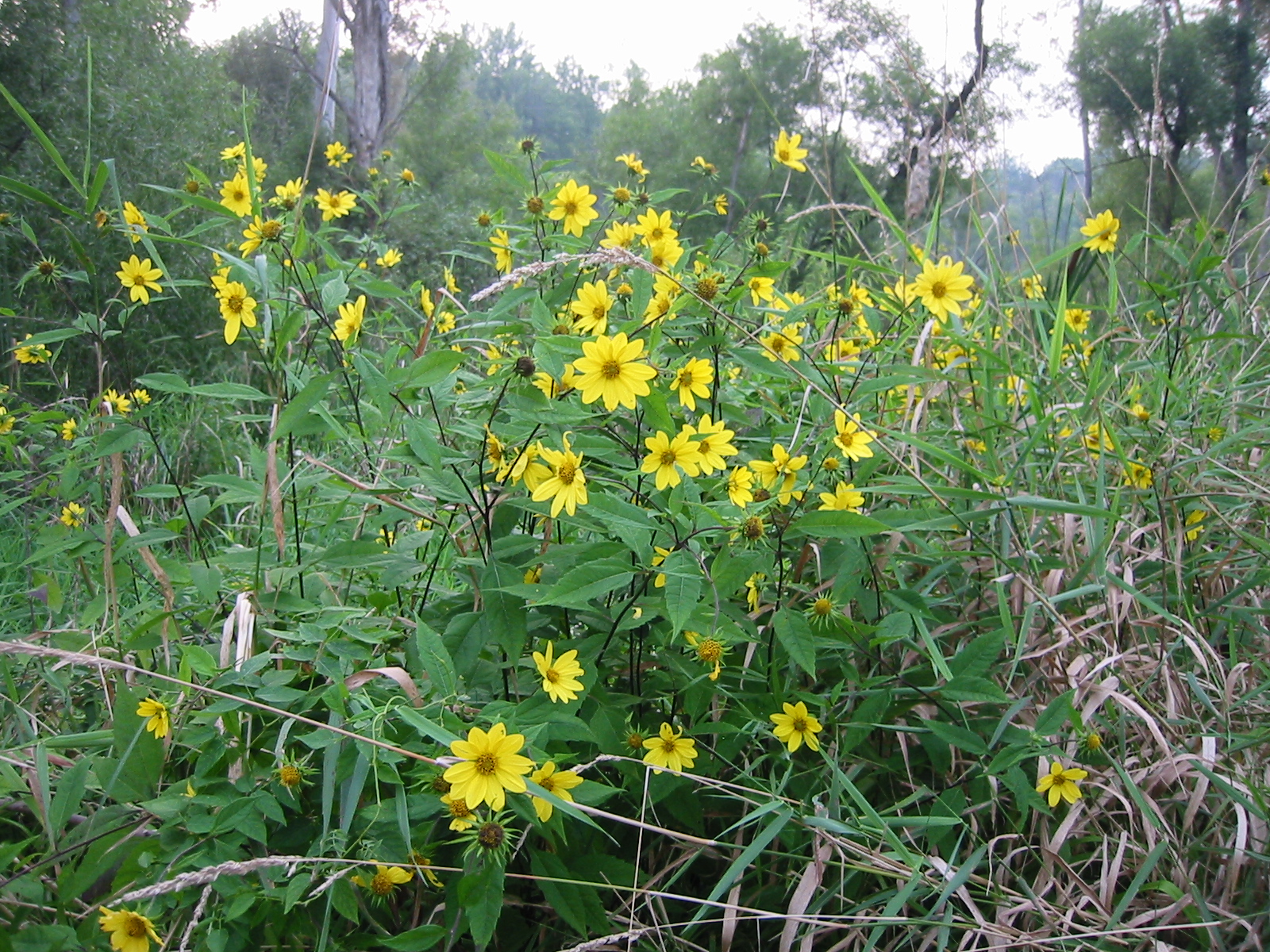 Helianthus microcephalus 