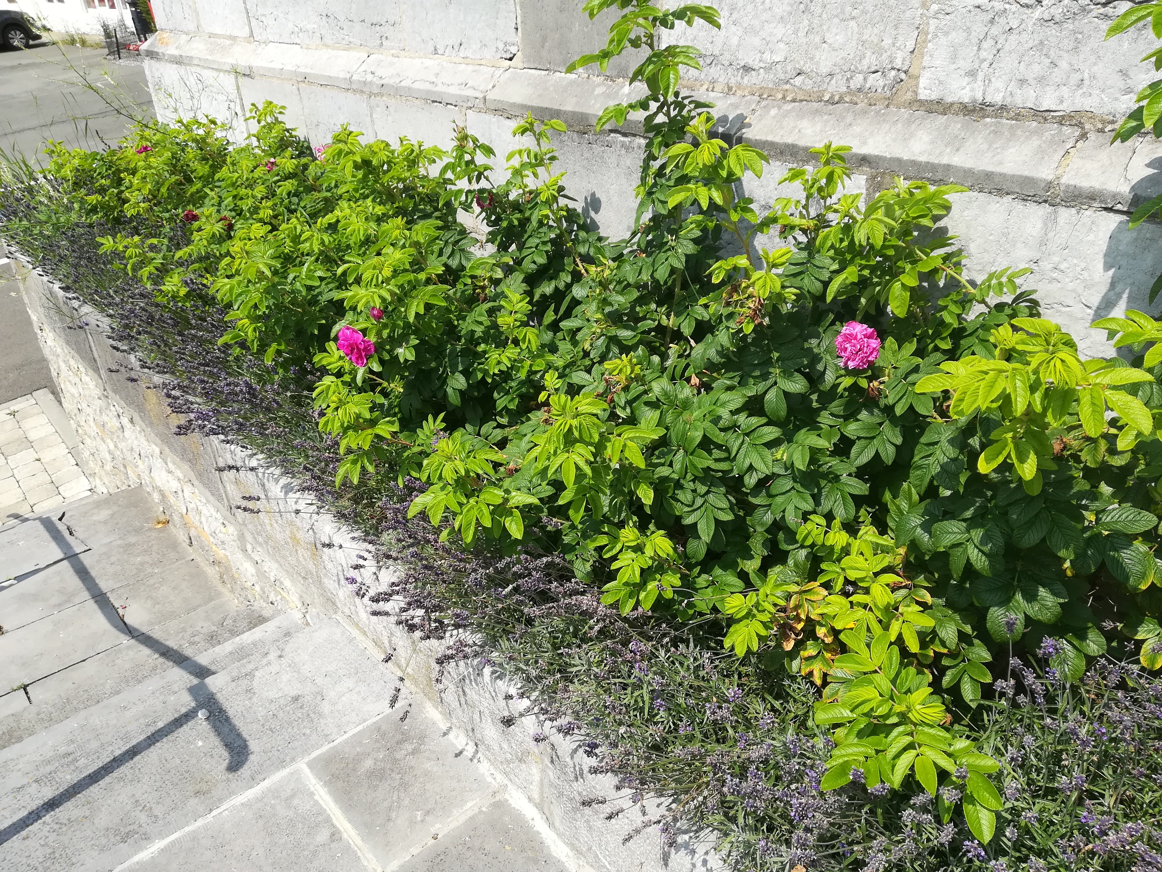 Photo13_Rosier rugueux planté_2021_Célia