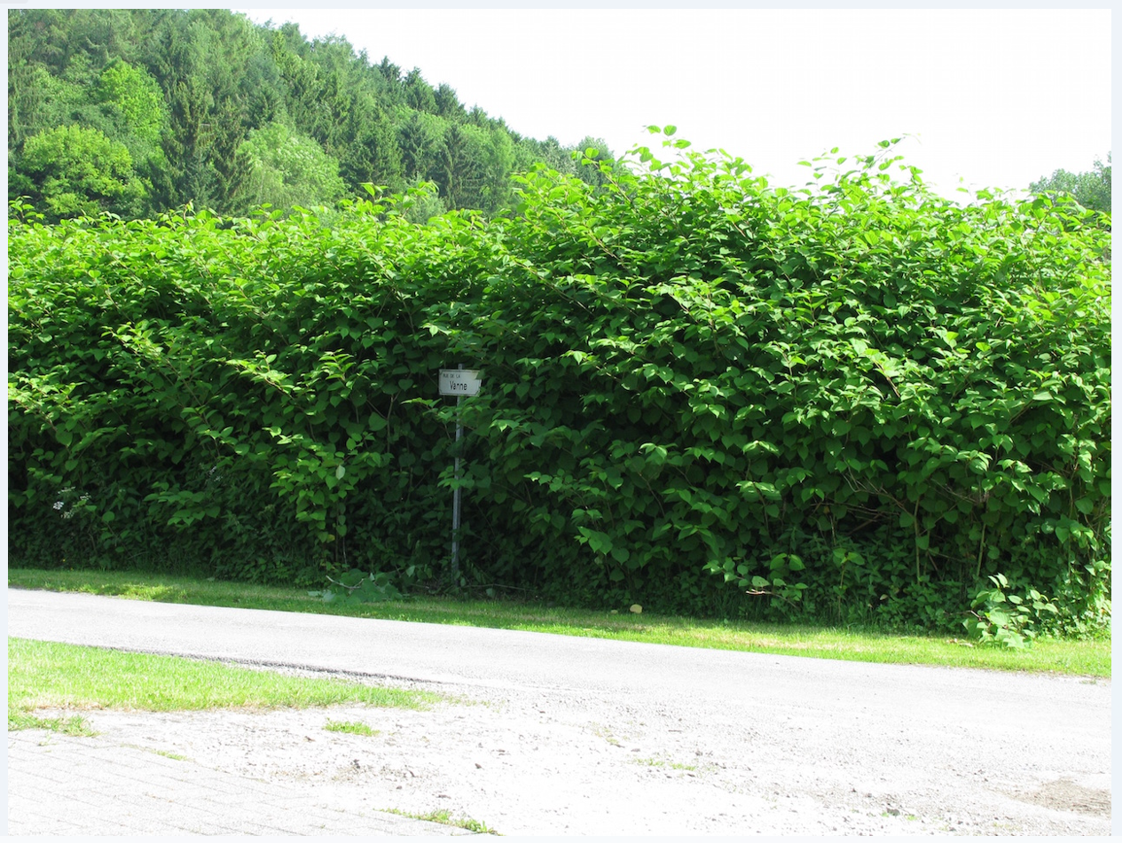 Photo1_renouée du Japon_bordroute_Adalia.