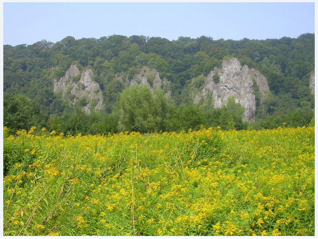 Photo2_Marche les dames_solidage spp_copyright_S. Vanderhoeven.