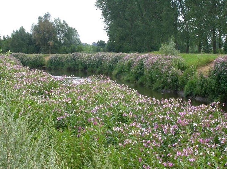Photo3_Balsamine de l'himalaya_Copyright_S. Vanderhoeven).