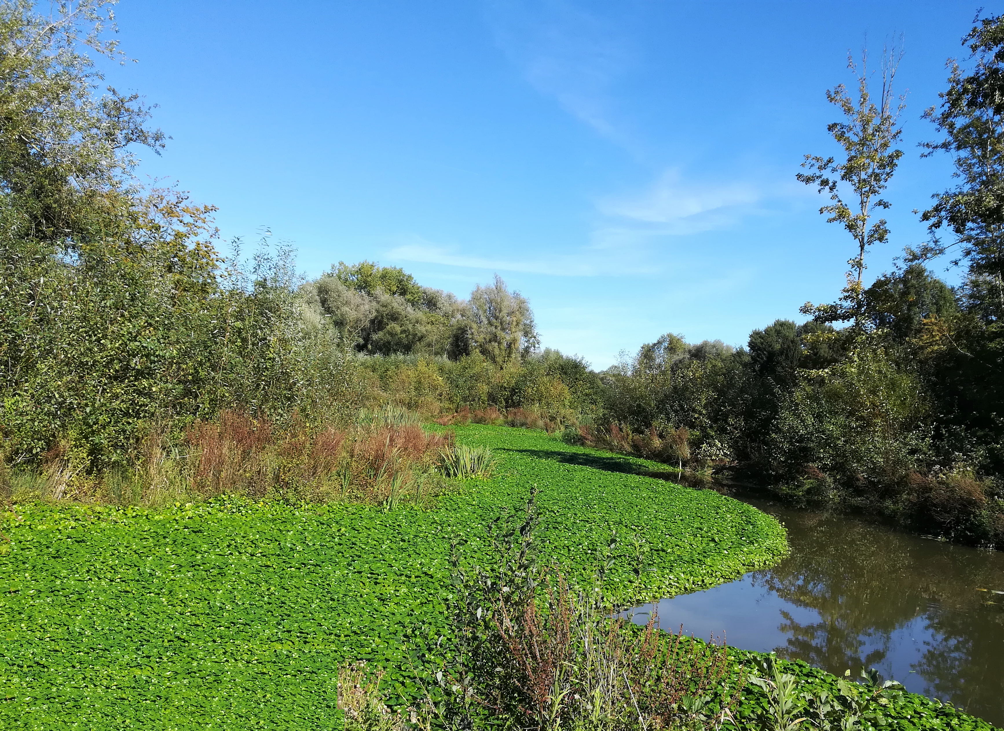 Photo6_Tapis dense_d'Hydrocotyle fausse renoncule-Maubeuge-Célia