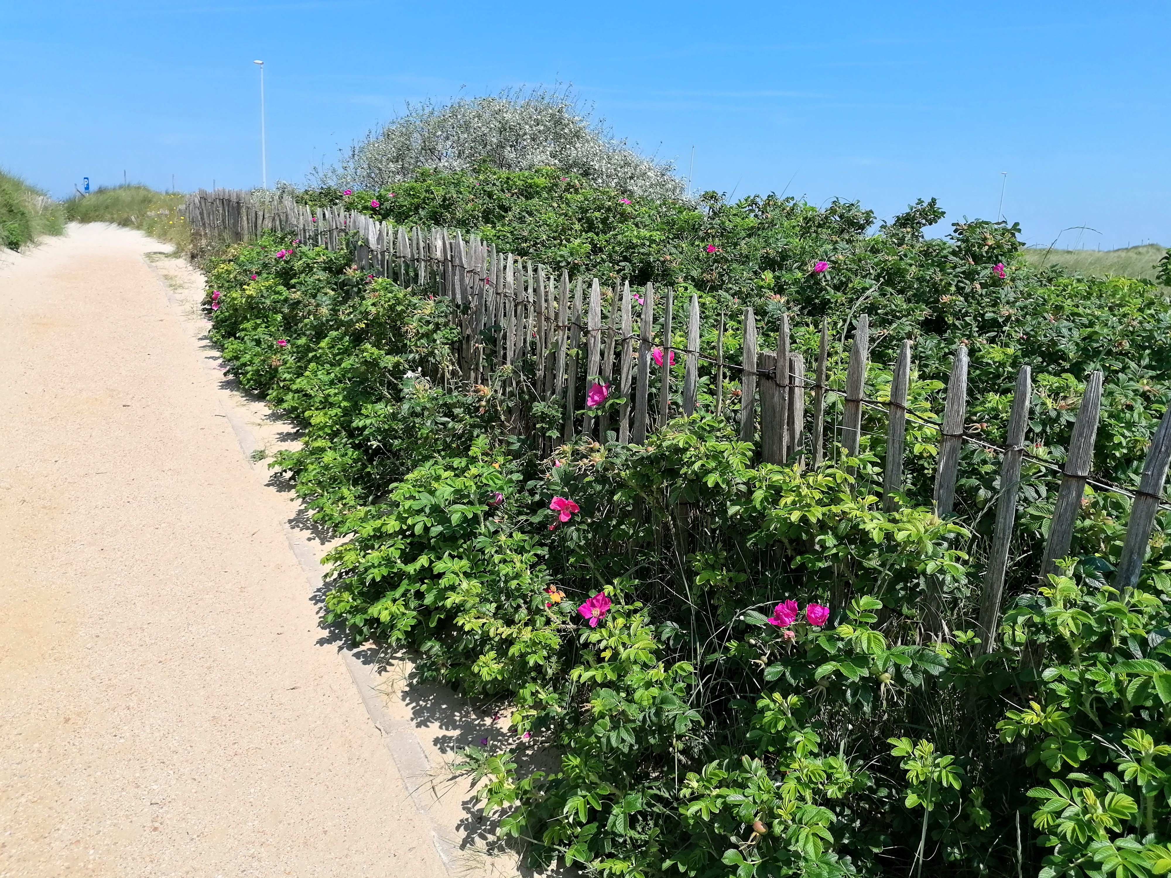Photo7_Rosier rugueux-dunes_Middelkerke