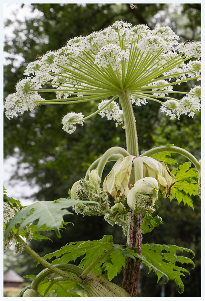 Photo8_Ombelle berce-Caucase