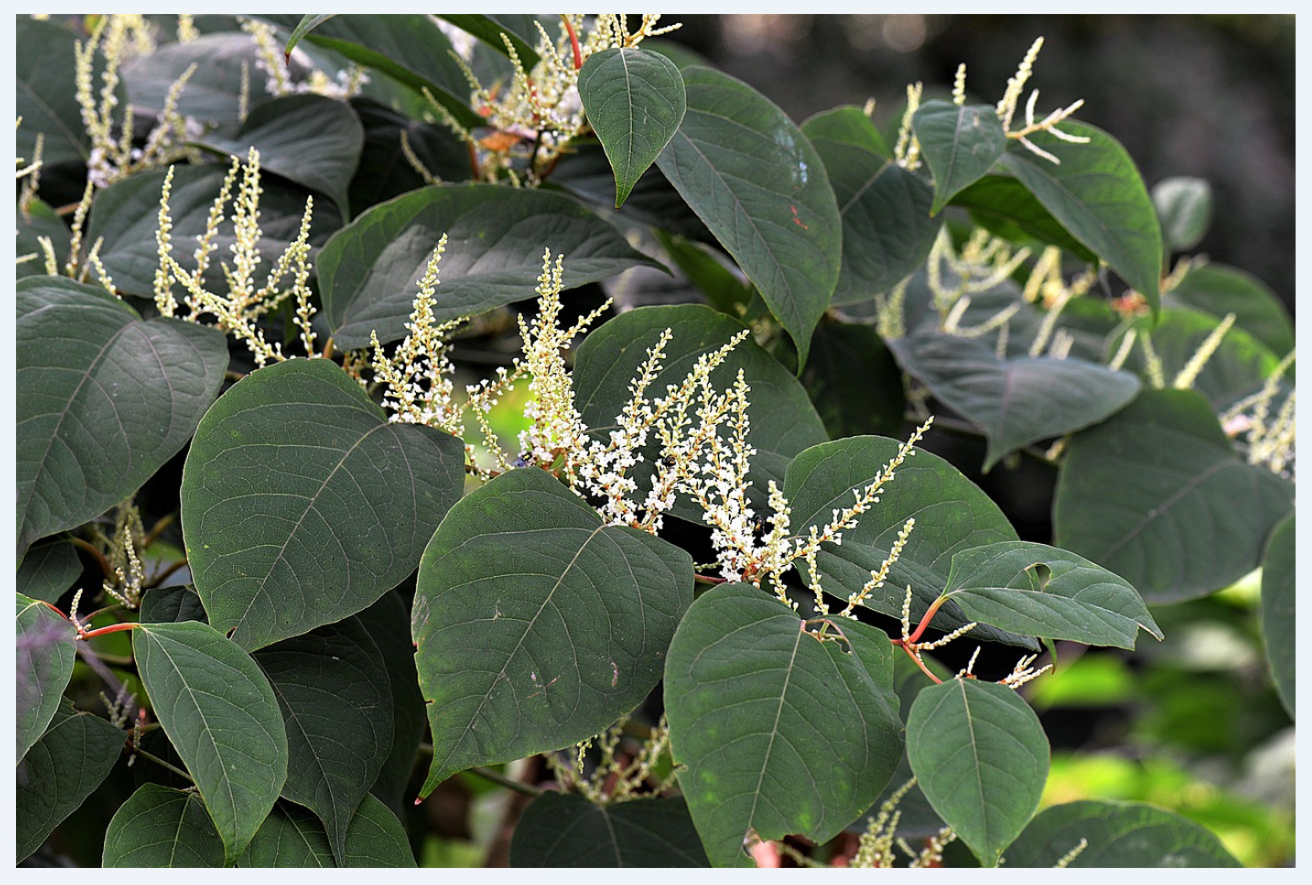 Photo9_Renouées asiatiques_pixabay