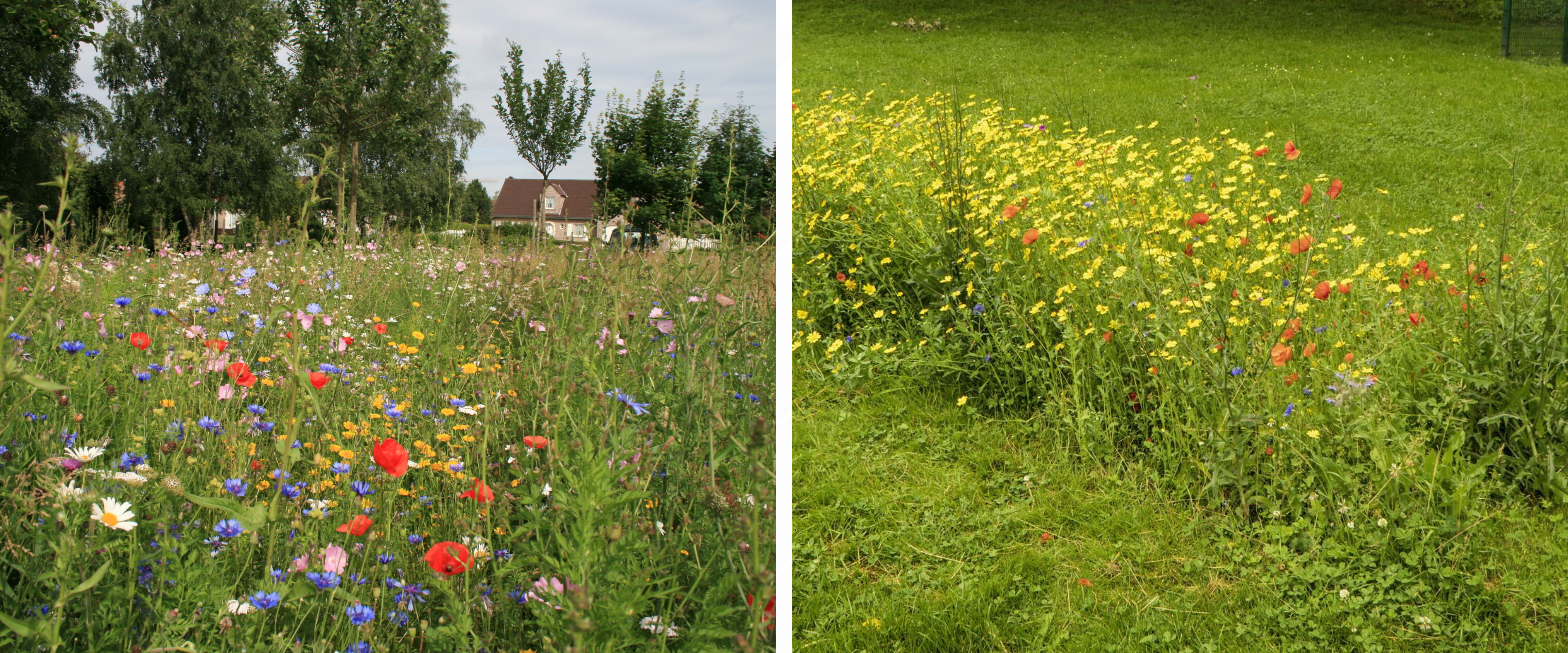 Prairie fleurie 