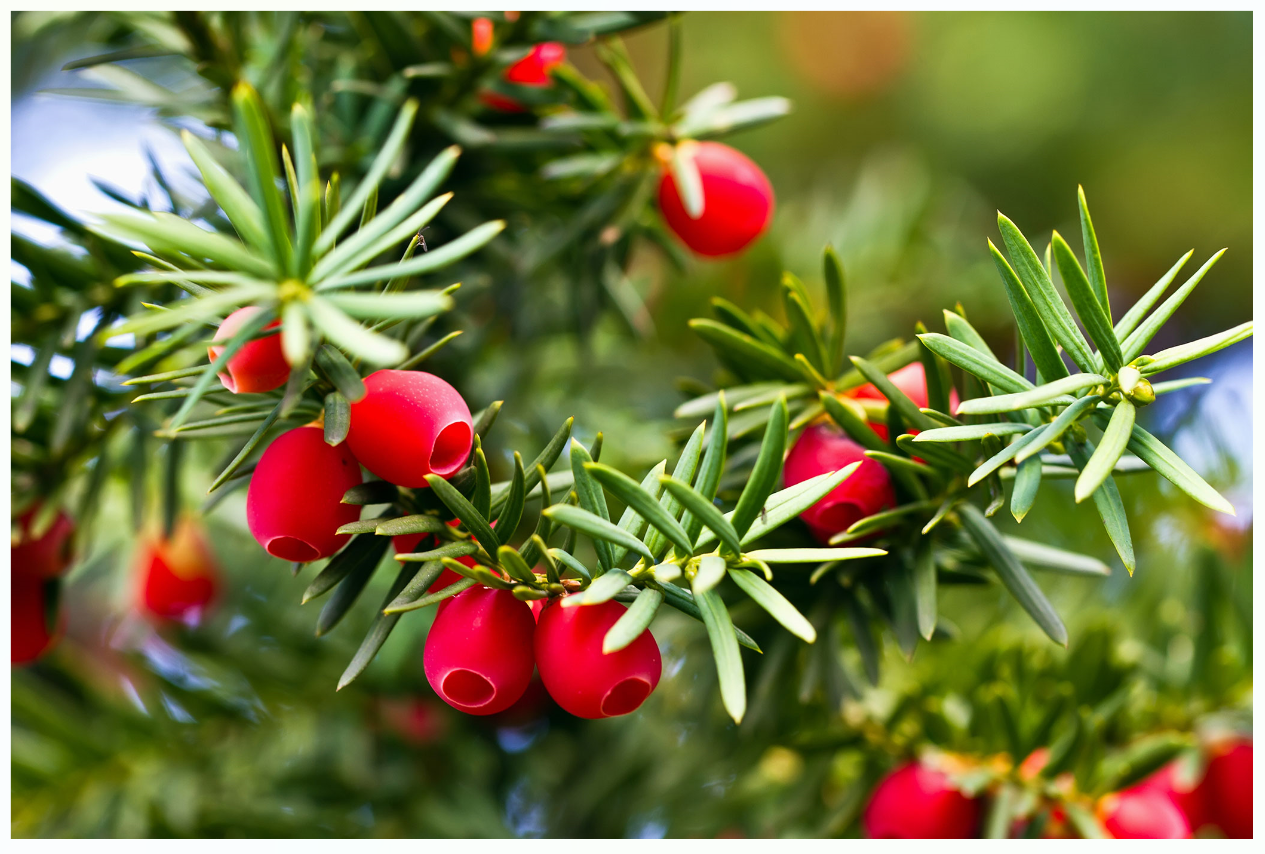 Taxus-baccata