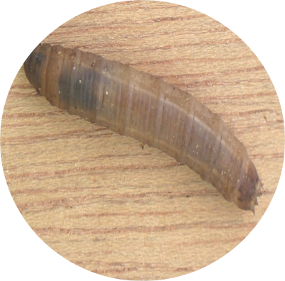 Tipule