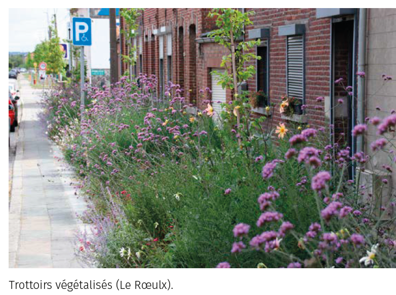 Trottoirs végétalisés (Le Roeulx).