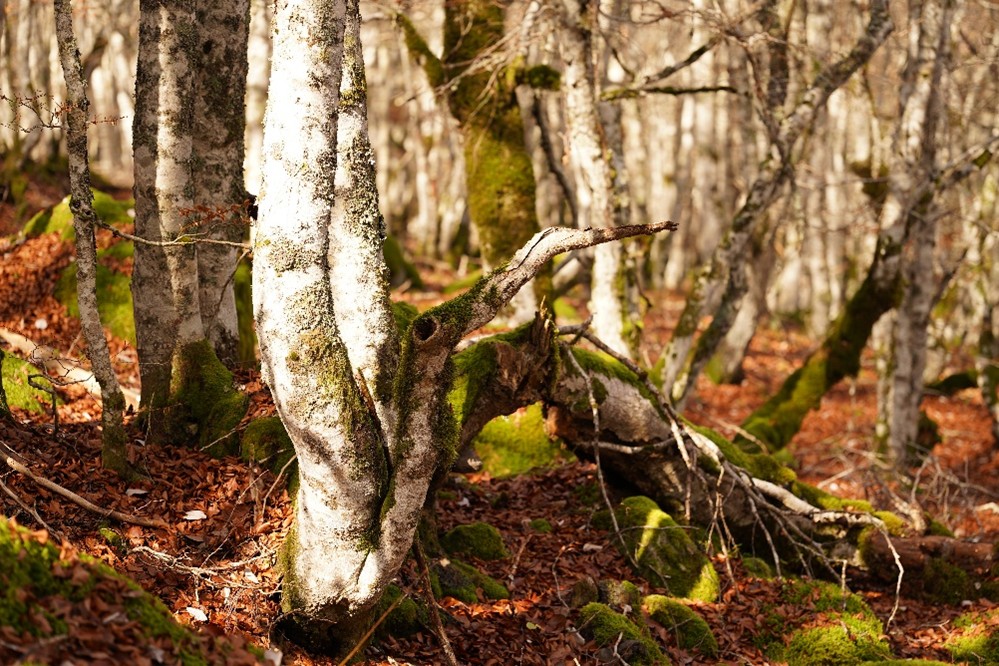 Valoriser-le-bois-mort-au-jardin-adalia-