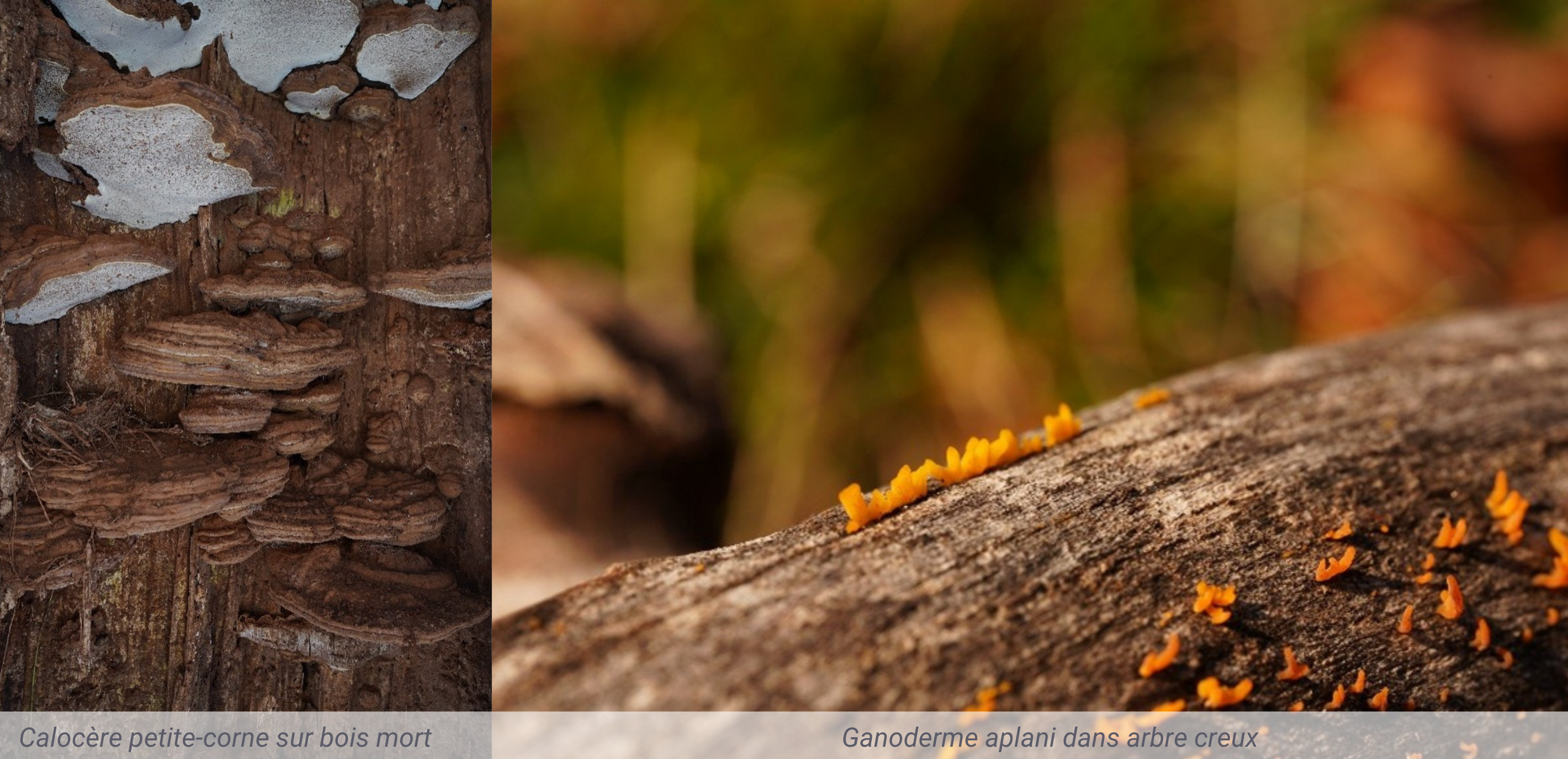 Valoriser-le-bois-mort-au-jardin-adalia-