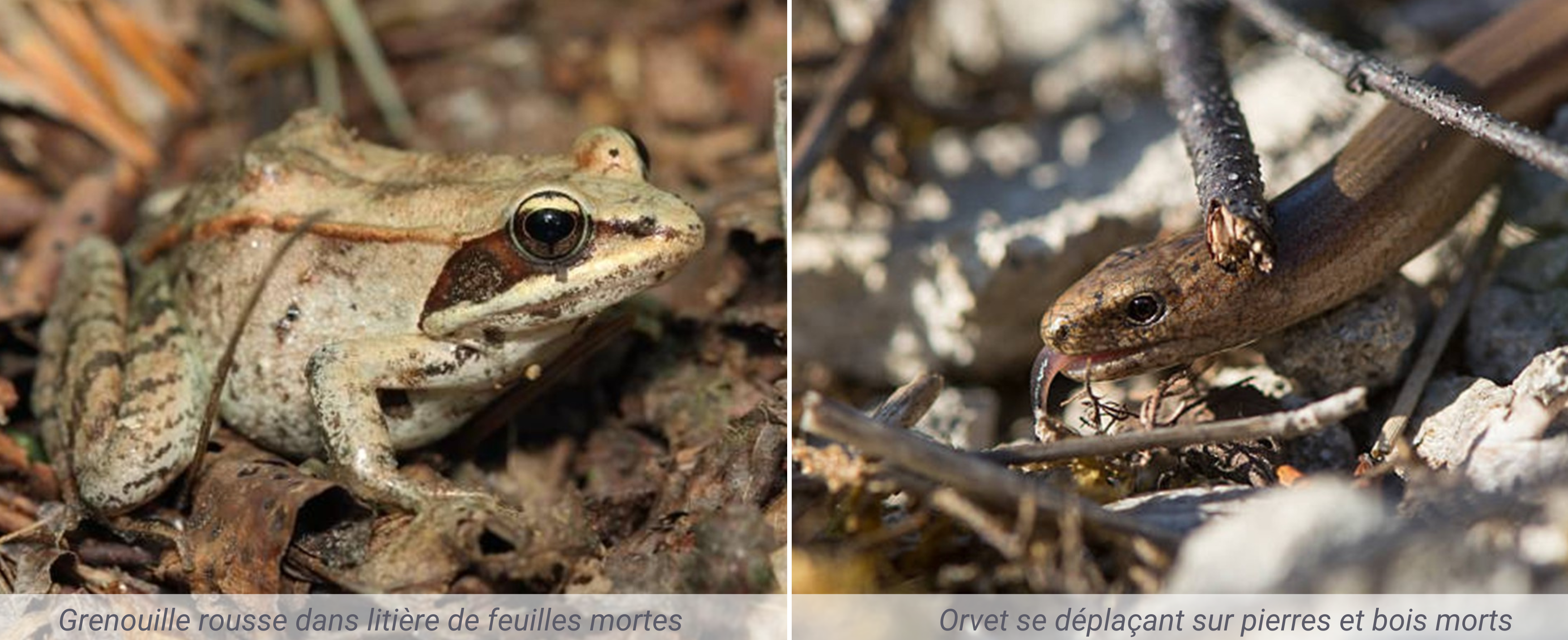 Valoriser-le-bois-mort-au-jardin-adalia-