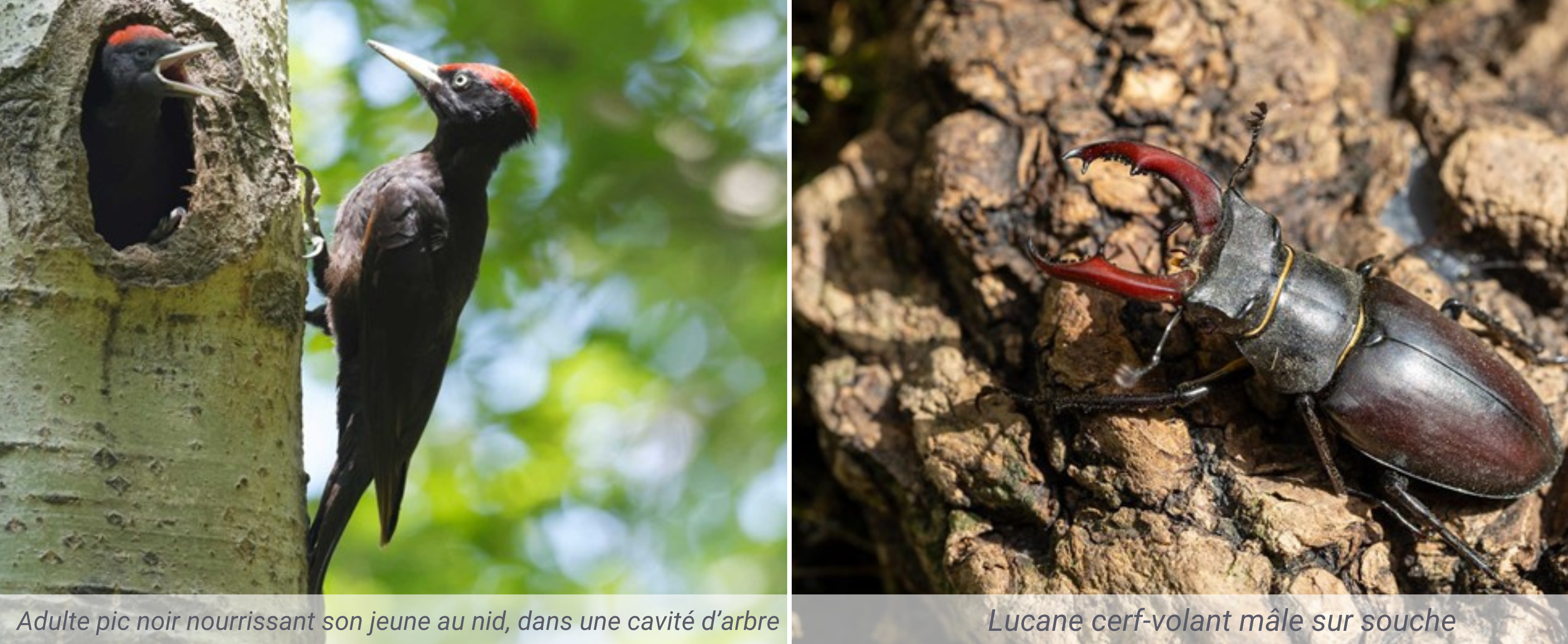 Valoriser-le-bois-mort-au-jardin-adalia-