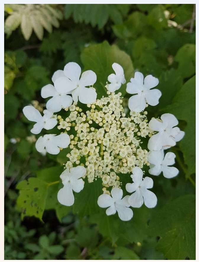 Viburnum Opulus