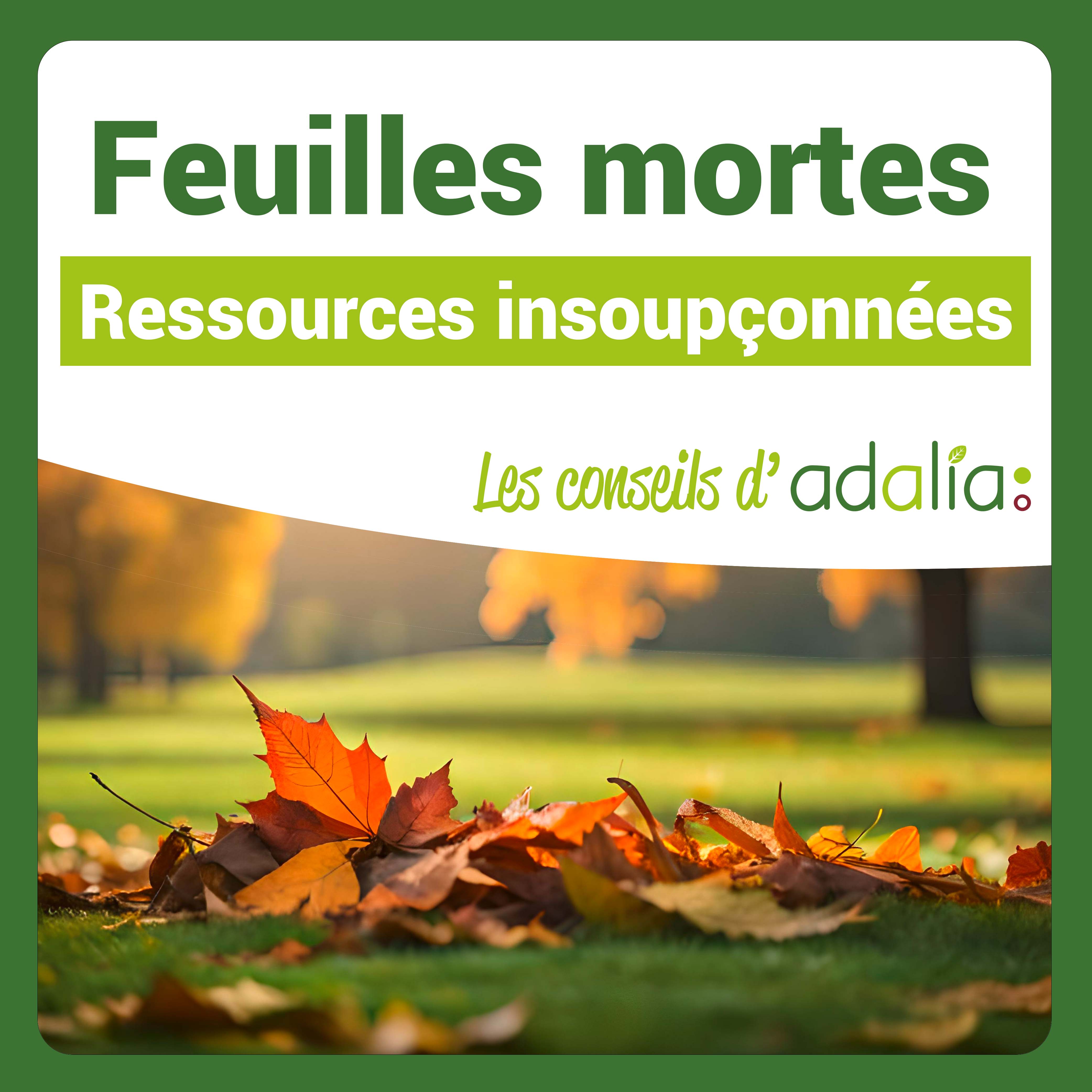 feuilles-mortes
