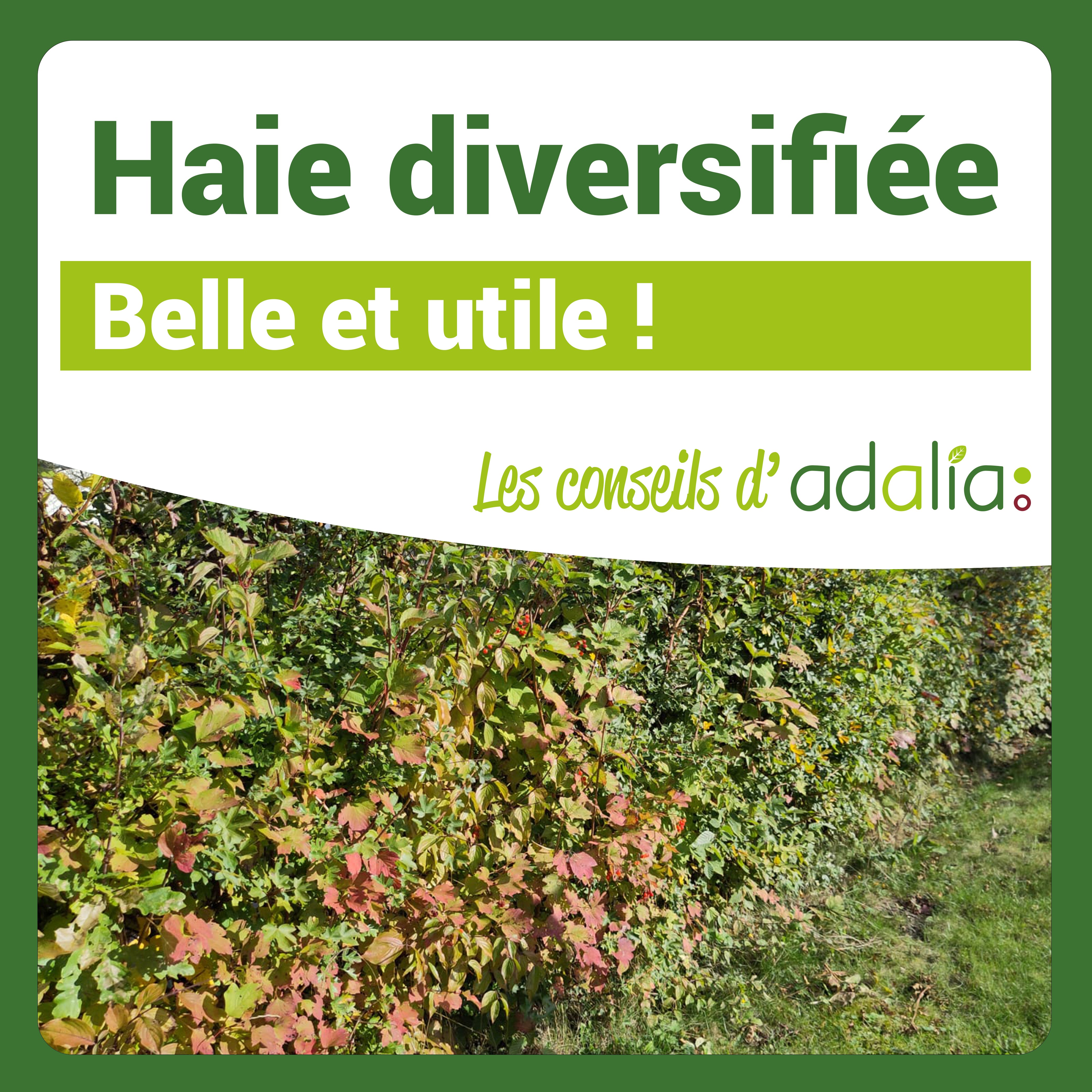 haie-diversifiée