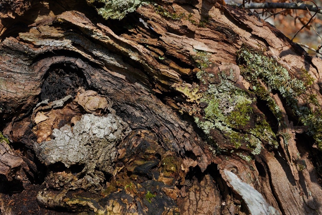 Zoom sur une vieille souche d’arbre avec lichens